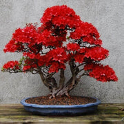 Red simsii Bonsai Azalea Seeds - Flower Plant