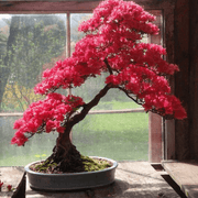 Red simsii Bonsai Azalea Seeds - Flower Plant