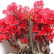 Red simsii Bonsai Azalea Seeds - Flower Plant