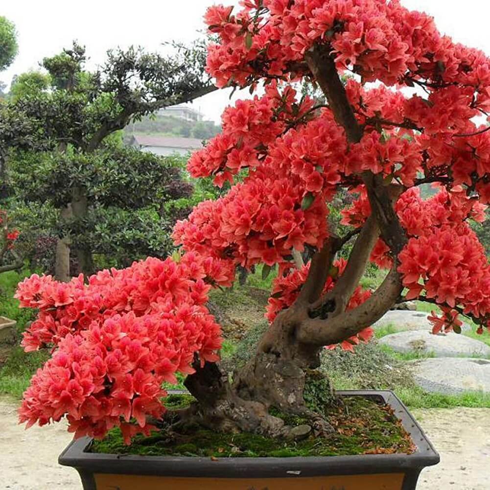Red simsii Bonsai Azalea Seeds - Flower Plant