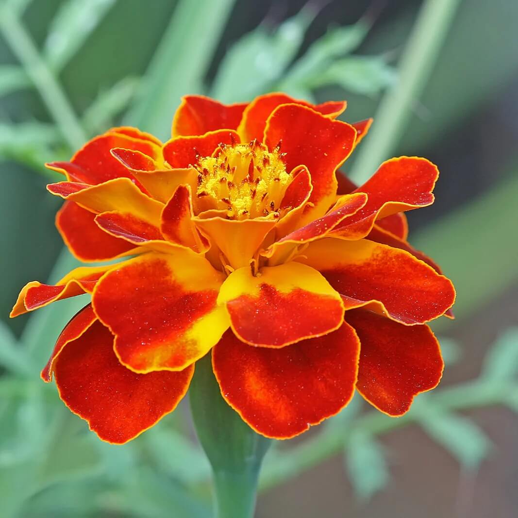 Red with Golden Marigold Seeds