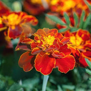 Red with Golden Marigold Seeds