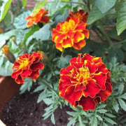 Red with Golden Marigold Seeds