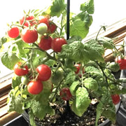 Robin Tomato Seeds
