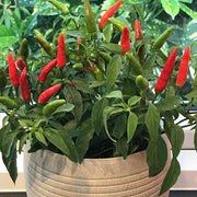 Ree Chilies Pepper Seeds