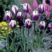 White and Violet Tulip Seeds