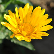 Resina Calendula Seeds