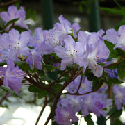 Light Purple Rhododendron Azalea Seeds - Flower Plant