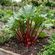 Rhubarb Seeds – Rheum rhabarbarum