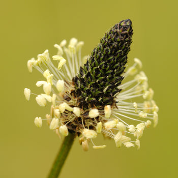 Ribwort Plantain Seeds, Herbal