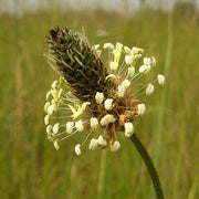 Ribwort Plantain Seeds, Herbal