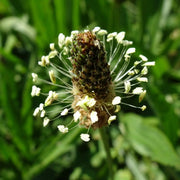 Ribwort Plantain Seeds, Herbal