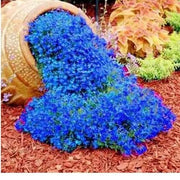 Blue Cascade Rock Cress Seeds, Herbal