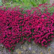 Mixed Colors Rock Cress Seeds, Herbal