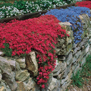 Mixed Colors Rock Cress Seeds, Herbal