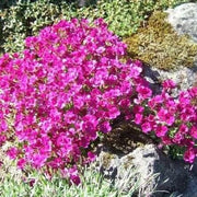 Pink & White Rock Cress Seeds, Herbal