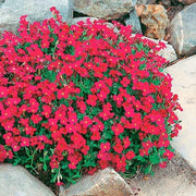 Red Aubrieta Rock Cress Seeds, Herbal