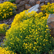Rock Cress Seeds - All In One For Home Gardens