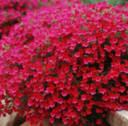 Rock Cress Seeds - All In One For Home Gardens