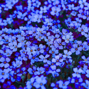 Blue Cascade Rock Cress Seeds, Herbal