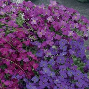 Mixed Colors Rock Cress Seeds, Herbal
