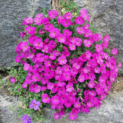 Pink & White Rock Cress Seeds, Herbal