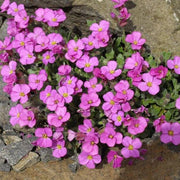 Pink & White Rock Cress Seeds, Herbal