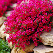 Red Aubrieta Rock Cress Seeds, Herbal