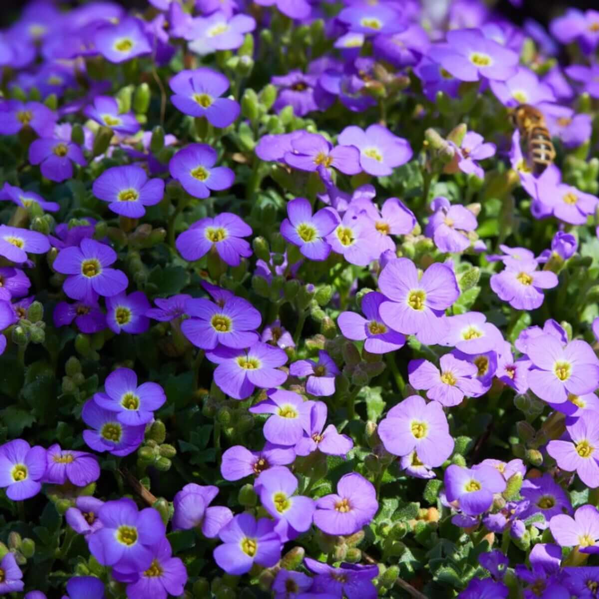 Violet Rock Cress Seeds, Herbal