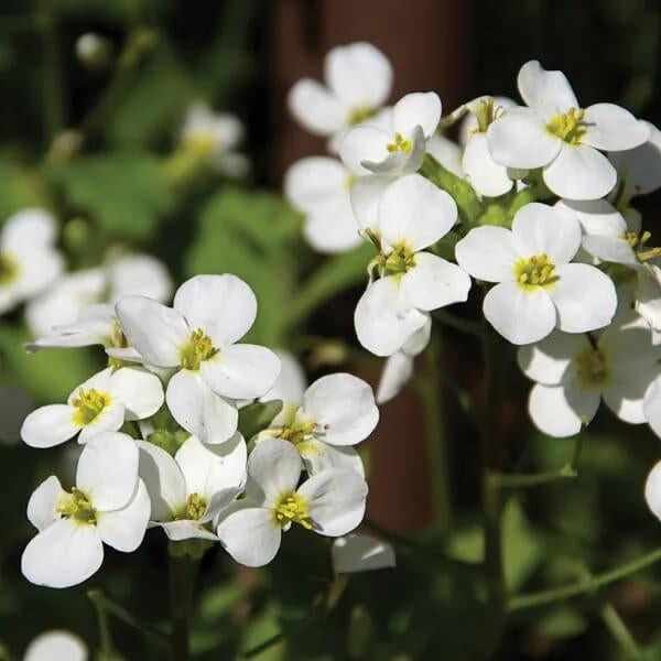 White Rock Cress Seeds, Herbal
