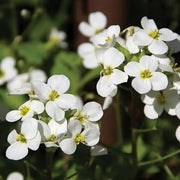 White Rock Cress Seeds, Herbal