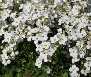 White Rock Cress Seeds, Herbal