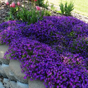 Violet Rock Cress Seeds, Herbal