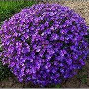 Violet Rock Cress Seeds, Herbal