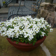 White Rock Cress Seeds, Herbal