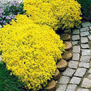 Yellow Rock Cress Seeds, Herbal