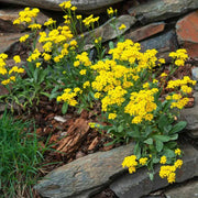 Yellow Rock Cress Seeds, Herbal
