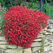 Red Aubrieta Rock Cress Seeds, Herbal