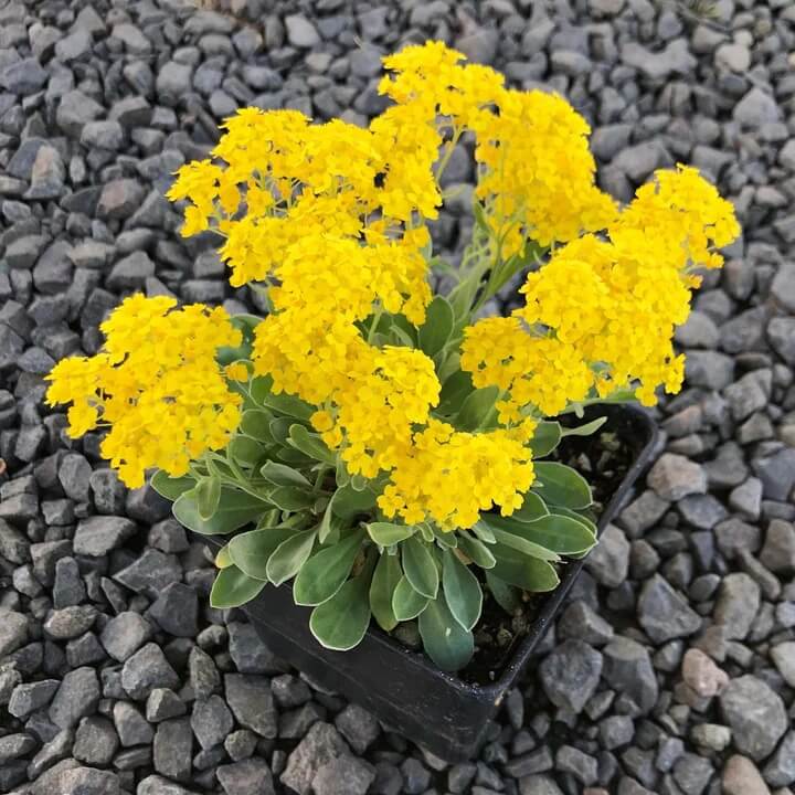 Yellow Rock Cress Seeds, Herbal