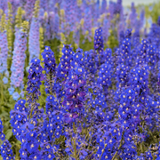 Rocket Larkspur Consolida Ajacis Seeds