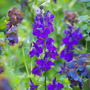 Rocket Larkspur Consolida Ajacis Seeds