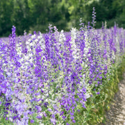 Larkspur Seeds – Consolida ajacis