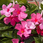 Rocktrumpet Seeds - Flower Plant for Home Gardens