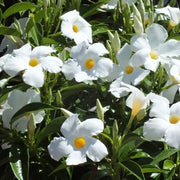 Rocktrumpet Seeds - Flower Plant for Home Gardens