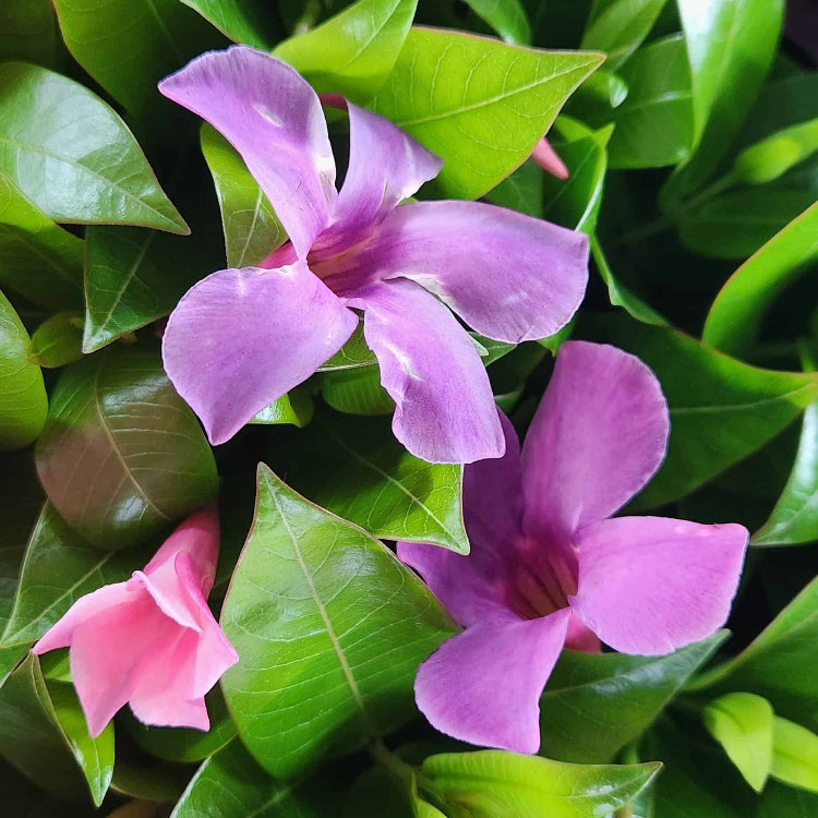 Rocktrumpet Seeds - Flower Plant for Home Gardens