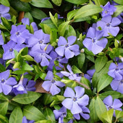 Rocktrumpet Seeds - Flower Plant for Home Gardens