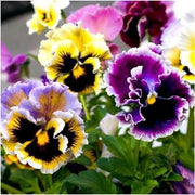 Double Heirloom Pansy Rococo Seeds