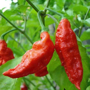 Rocoto Aji Largo Seeds