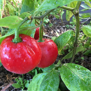 Red Manzano Rocoto Pepper Seeds