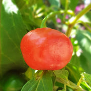 Red Manzano Rocoto Pepper Seeds